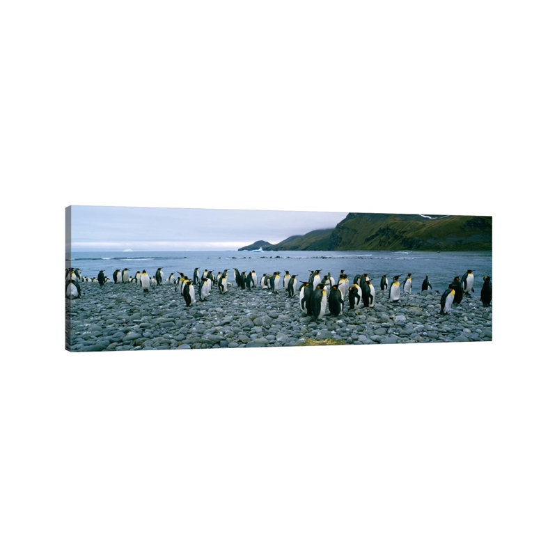 Colony of King Penguins on the Beach, South Georgia Island, Antarctica 1 Piece Wrapped Canvas Panoramic Wall Art
