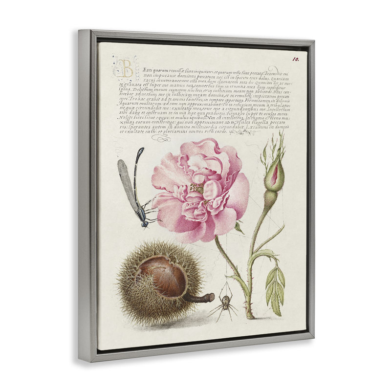 «Antique Study Page», art mural encadré par Joris Hoefnagel, H 31 po x l 25 po, Cadre flottant gris lustré