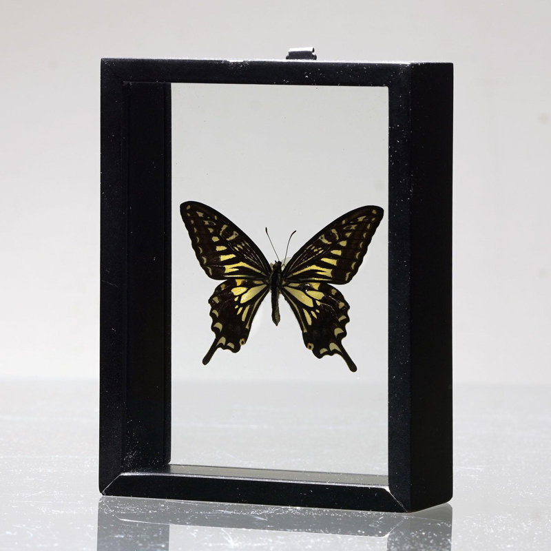Papilio Xuthus Butterfly in Display Box