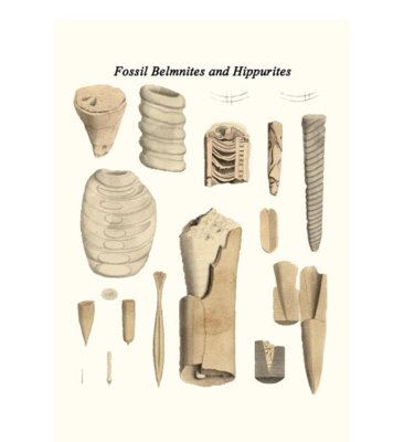 «Fossil Belmnites and Hippurites» par James Parkinson, impression