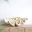 Grand coquillage 25,3 x 16,5 x 8,5 po-1789566363