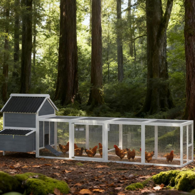 Poulailler pour 10 à 15 poulets