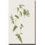 Wispy Botanical I by Kelly Donovan - Painting on Canvas-1271777582-1245558393