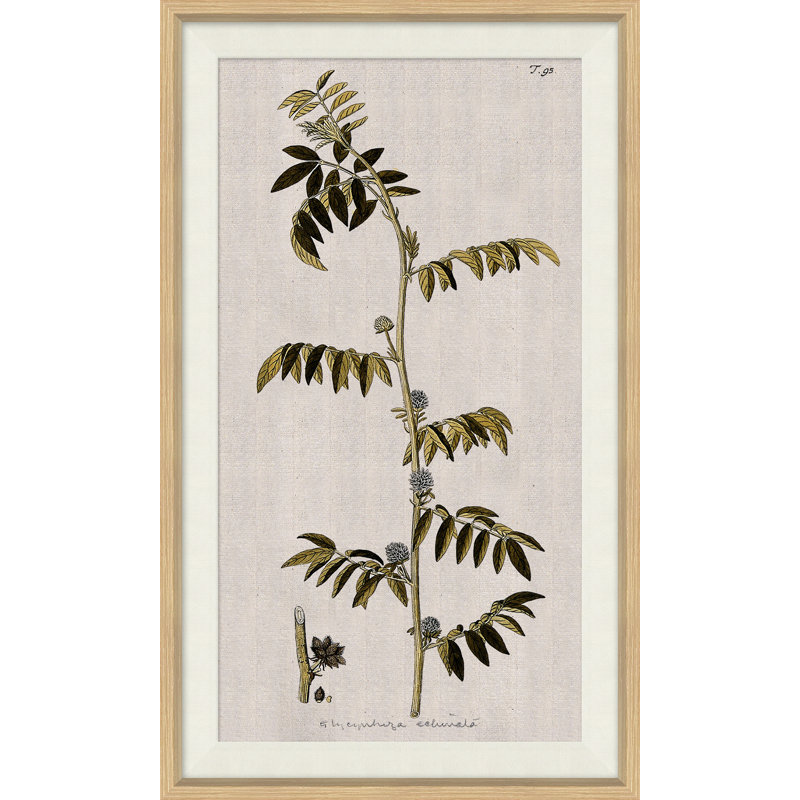 17th Century Wild Flower Studies II Painting