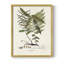 Botanical Society Ferns VI, reproduction encadrée - bois massif-100615774