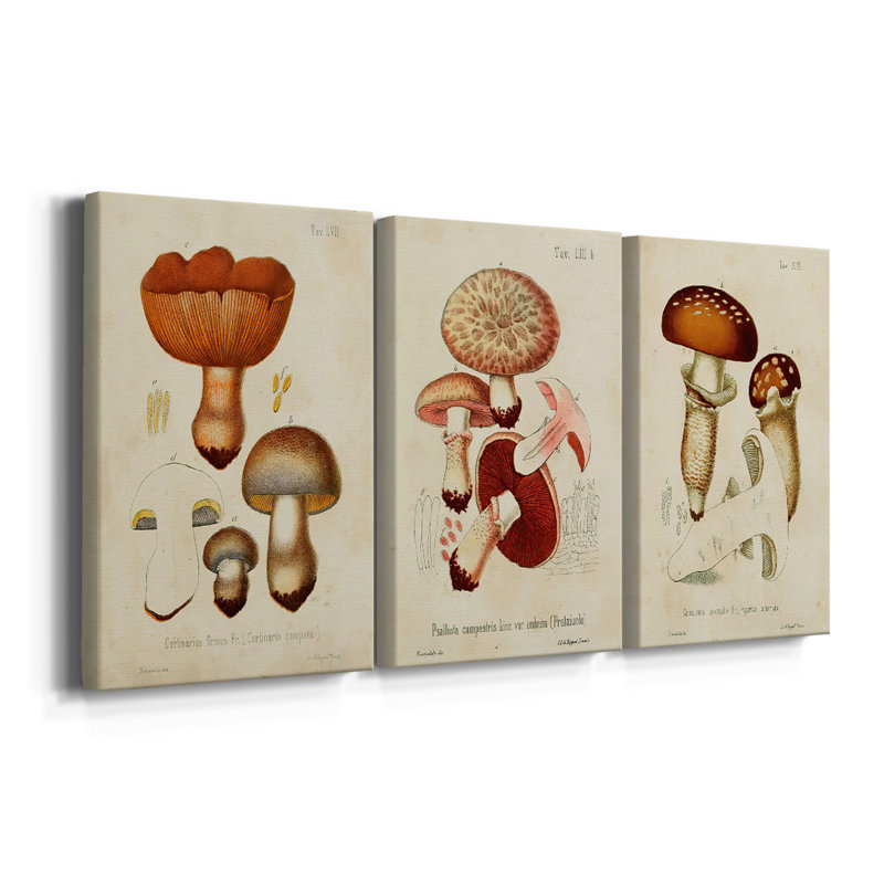 Mushroom Variétés I - Toile tendue sur mesure avec châssis - 3 pièces, H 27 po x l 54 po