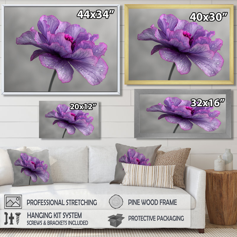 Mauve gris, fragiles pétales de souci - art mural souci, Cadre simple noir, bois massif, H 30 po x l 40 po