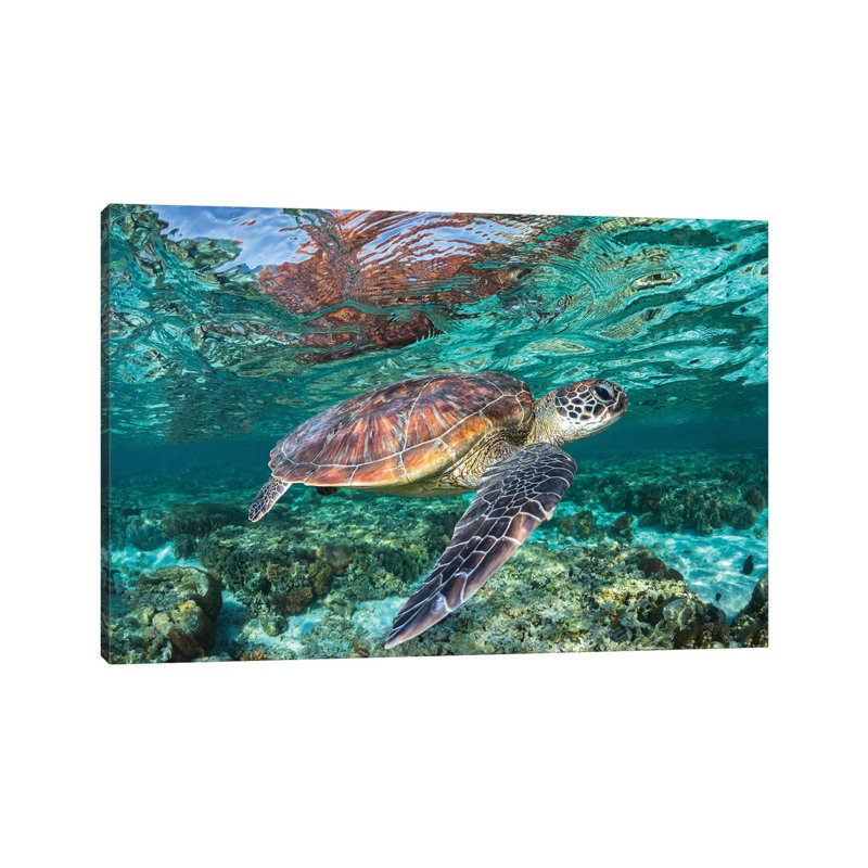 The Reef Wanderer by Jordan Robins - Print on Canvas, No Framed, 66.04 cm H x 45.72 cm W x 1.91 cm D