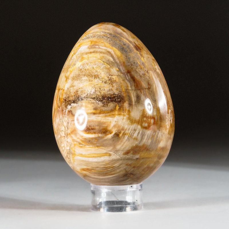 Petrified Wood Egg, 3" H x 2" W x 2" D, Orange/Yellow/Brown