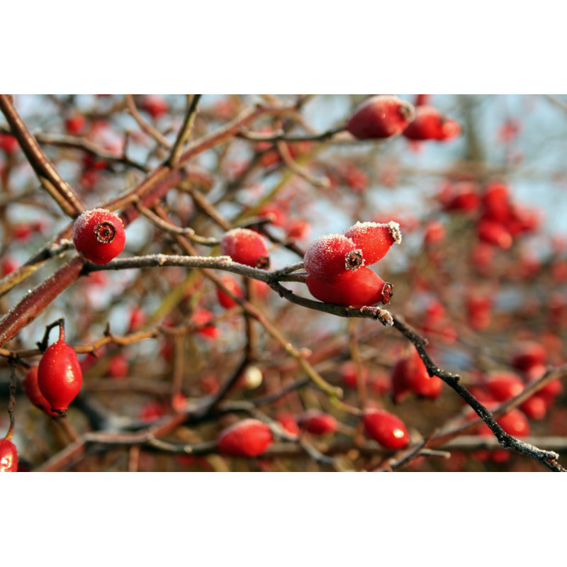 Rose Hips - Wrapped Canvas Print, 30cm H x 46cm W x 3.8cm D