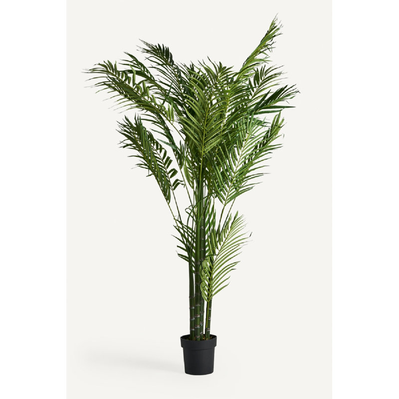 Palmera Tracie