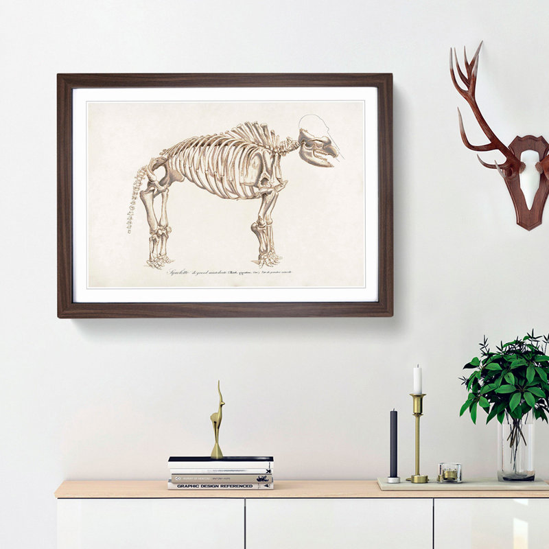 Mammoth Skeleton by Charles d' Orbigny - Picture Frame Graphic Art Print, 36cm H x 48cm W x 2cm D, Walnut Framed