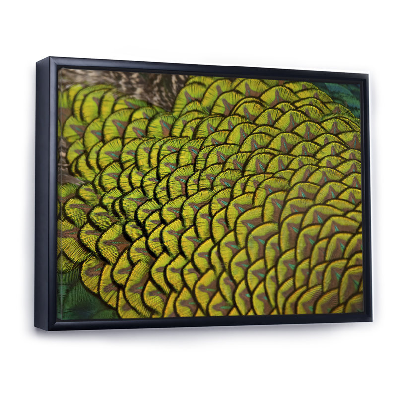 Green Peacock Feathers II - Print on Canvas, 12" H x 20" W x 1" D, Black Floater Frame