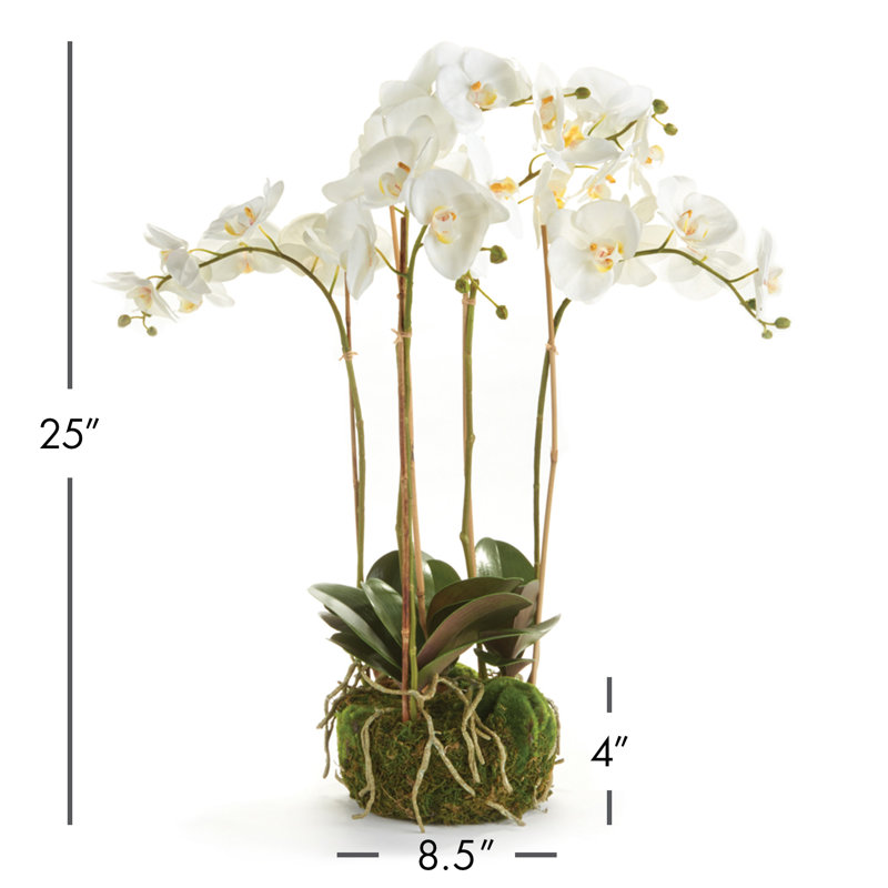 Conservatory Phalaenopsis Bowl Drop-in
