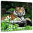 Brampt Resting Bengal Tiger-109393677