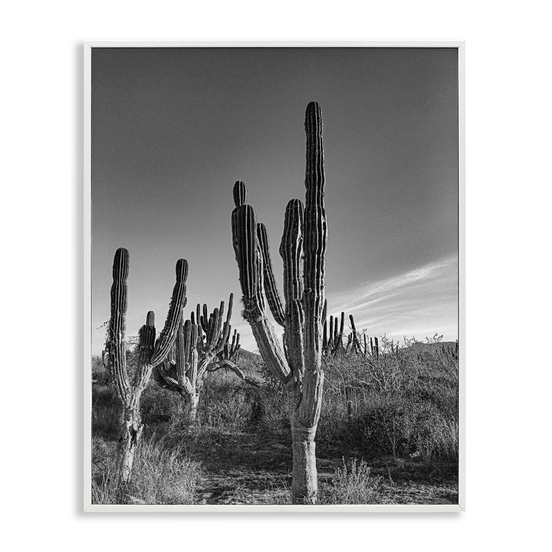 Giclée encadrée Sunlit Succulents Canyon Cacti, design par Norm Stelfox, H 14 po x l 11 po