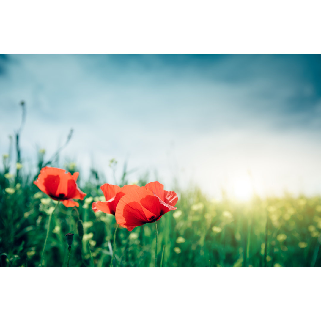 Mohnblumen auf dem Feld von Borchee - Drucken