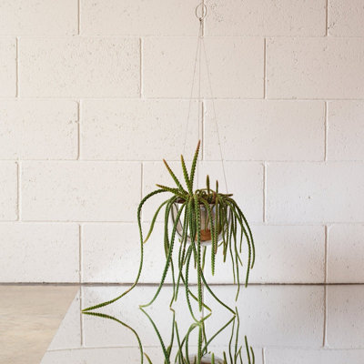 Stainless Steel Hanging Plant Pot