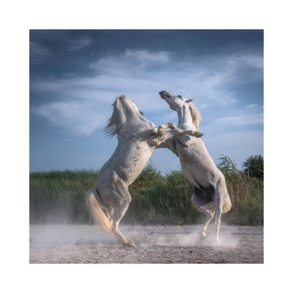 Brambly Cottage White Angels Of Camargue XX by Daniel Kordan - Wrapped ...