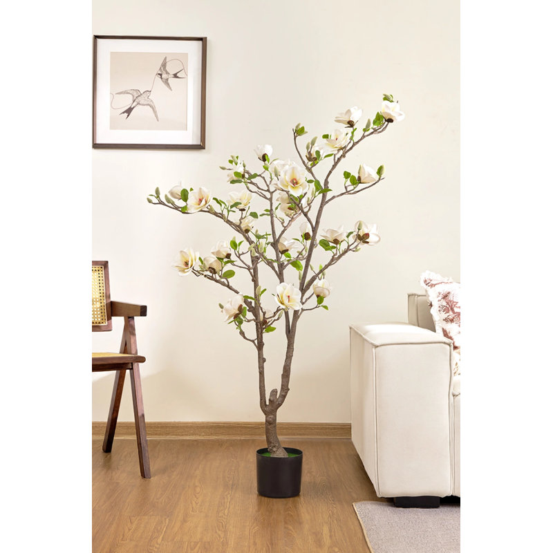 5ft White Magnolia Tree In Pot