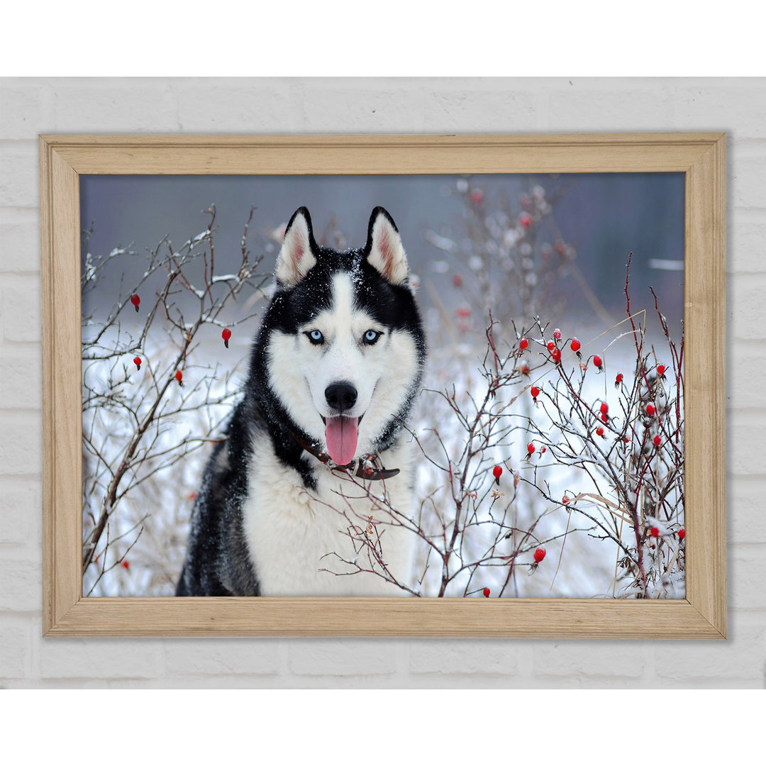 Husky Hund im Winter - Druck