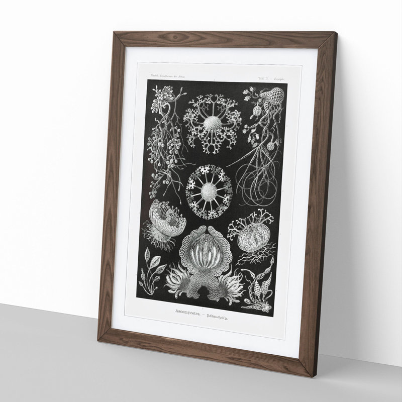 Ascomycete Fungi by Ernst Haeckel - Picture Frame Graphic Art, 36cm H x 27cm W x 2cm D, Walnut Framed