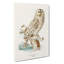 Ural Owl by Von Wright - Wrapped Canvas Painting-55299249