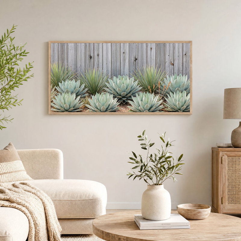 «Blue Agave Plants Contre Grey»
