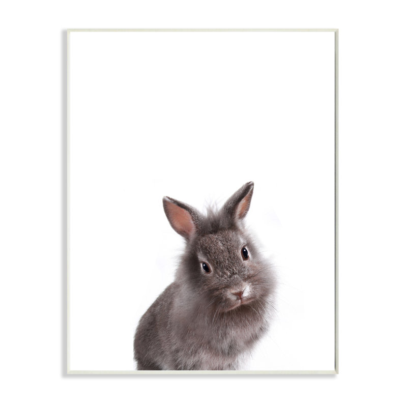 Plaque murale photo lapin studio studio