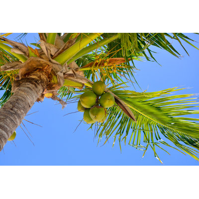 " Coconut Palm Trees " by Latterbury