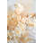 Balhi 17'' Pampas Grass Plant