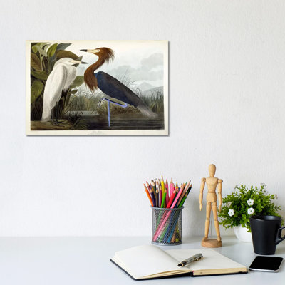 Purple Heron, c.1835 - Gallery-Wrapped Canvas Giclée