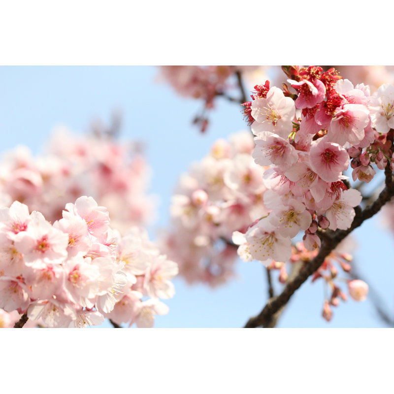 Sakura - Wrapped Canvas Print, 51cm H x 76cm W x 3.8cm D