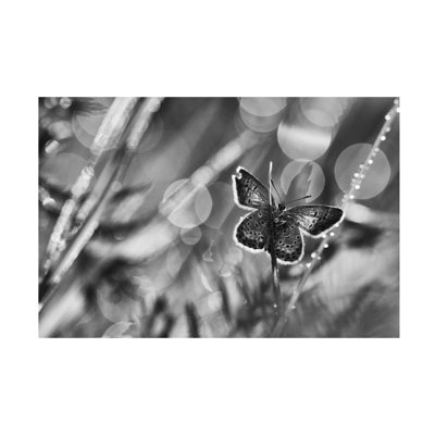 Pali Gerec After The Rain Canvas Art