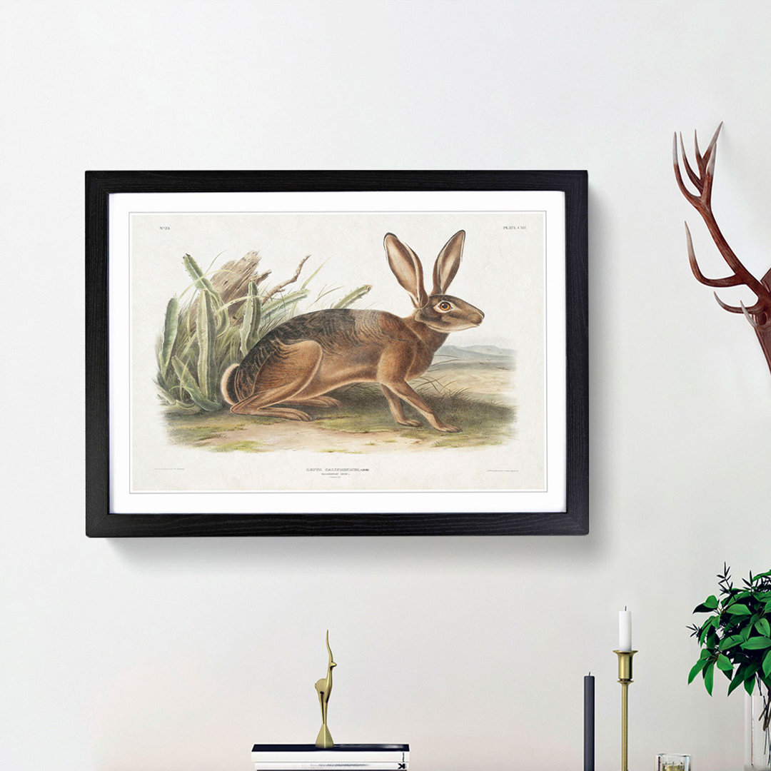 Californian Hare by J.W. Audubon - Picture Frame Painting Print
