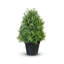 Topiaire romarin en pot