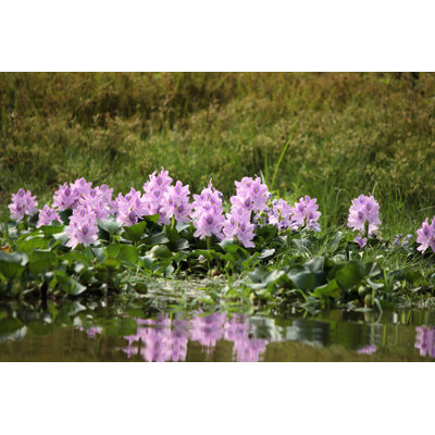 Water Hyacinth by Socha