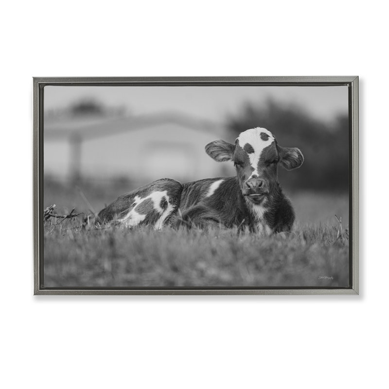 «Resting Cow in Grass» par Dakota Diener, H 17 po x l 25 po, Cadre flottant gris lustré