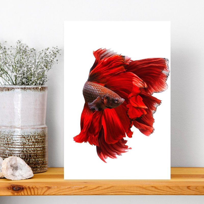 Elegant Red Betta Colorful Elegant Vibrant Fish Ocean Tropical Wall Art Print by Andi Halil - Print, 45.72cm H x 30.48cm W