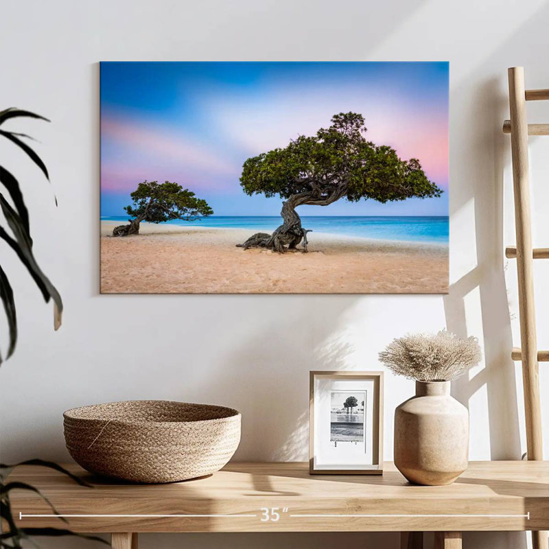 Harnek Divi Divi Trees, H 16 po x l 24 po