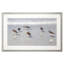 Sandpiper Reflections Framed On Print