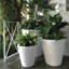 Dot Self Watering Plastic Pot Planter-17023415-17049374
