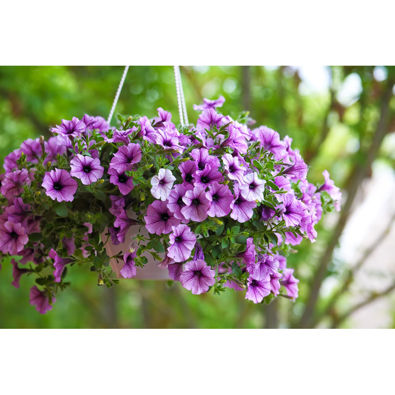 Petunia Flowers In The Garden - Wrapped Canvas Print, 30cm H x 46cm W x 3.8cm D