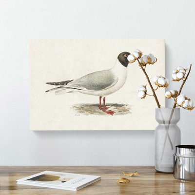 Male Black-Headed Gull by Von Wright - Wrapped Canvas