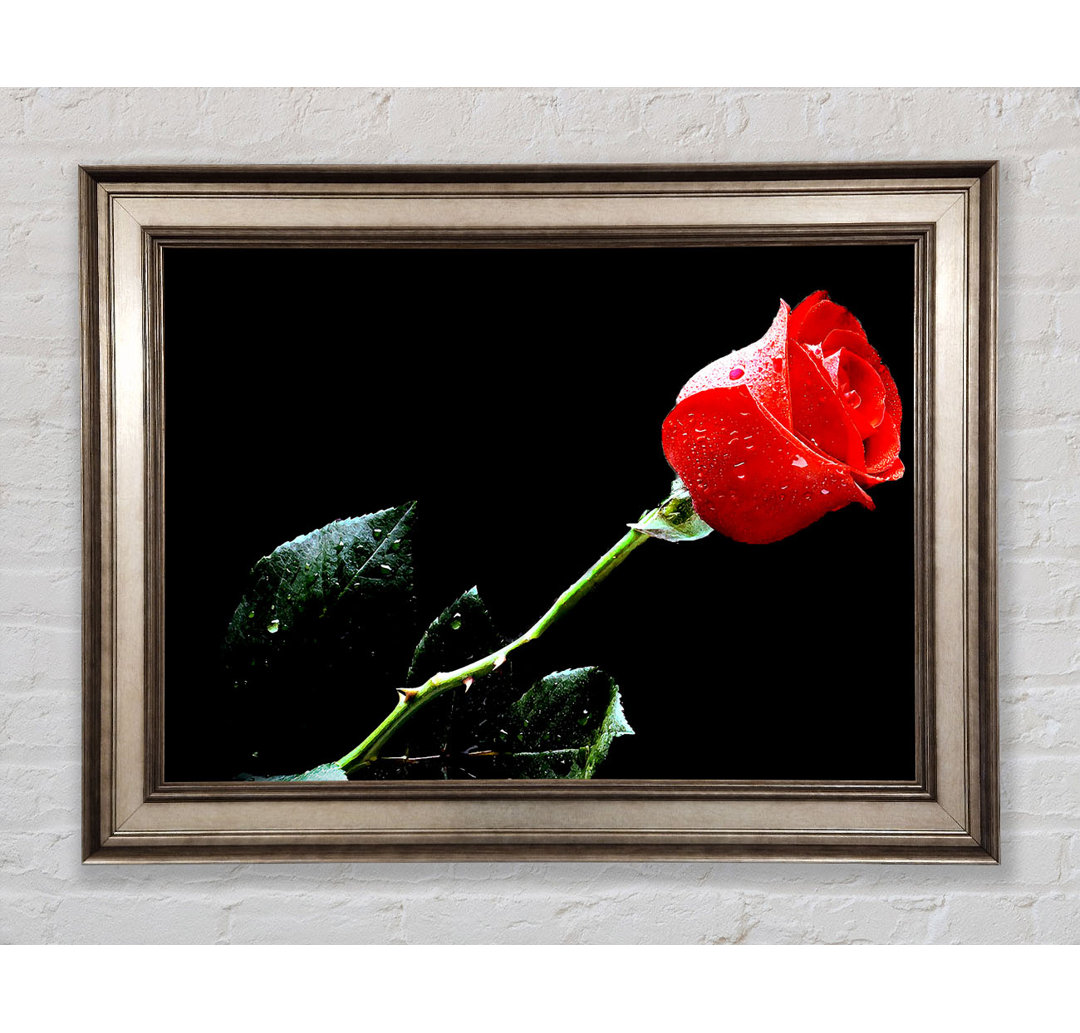 Gerahmtes Wandbild Love of a Single Red Rose