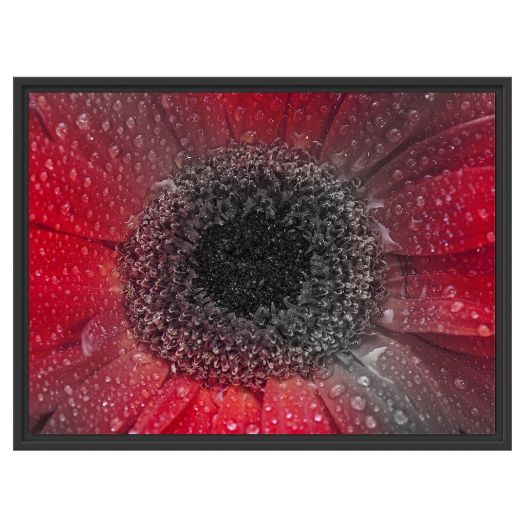 Gerahmtes Wandbild Rote Gerbera mit Wassertropfen