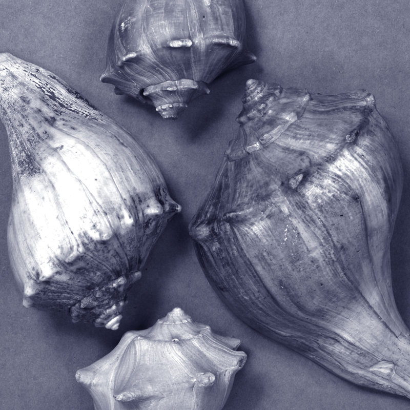 Shell Convergence III - Wrapped Canvas Print, 30cm H x 30cm W x 3.8cm D