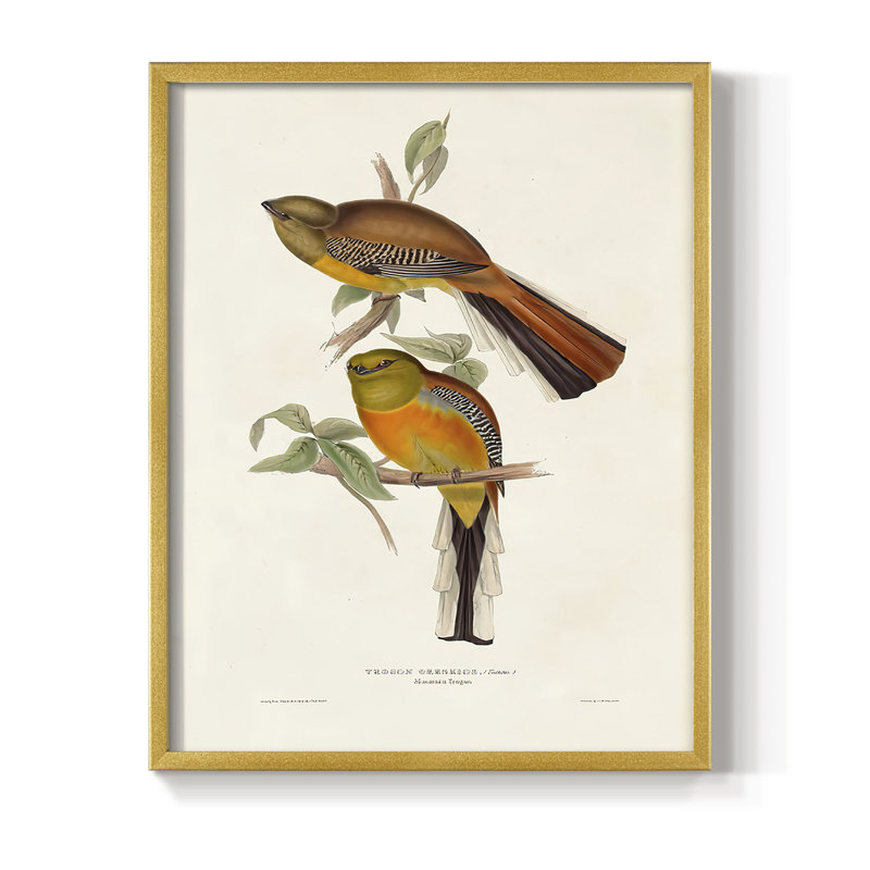 Impression encadrée Elegant Trogons II - bois massif, Or, H 28 po x l 22 po
