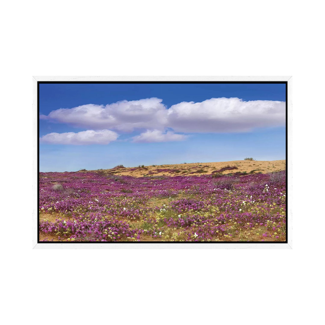 Sand Verbena Carpeting The Ground, Imperial Sand Dunes, California von Tim Fitzharris - Gallery-Wrapped Canvas Giclée