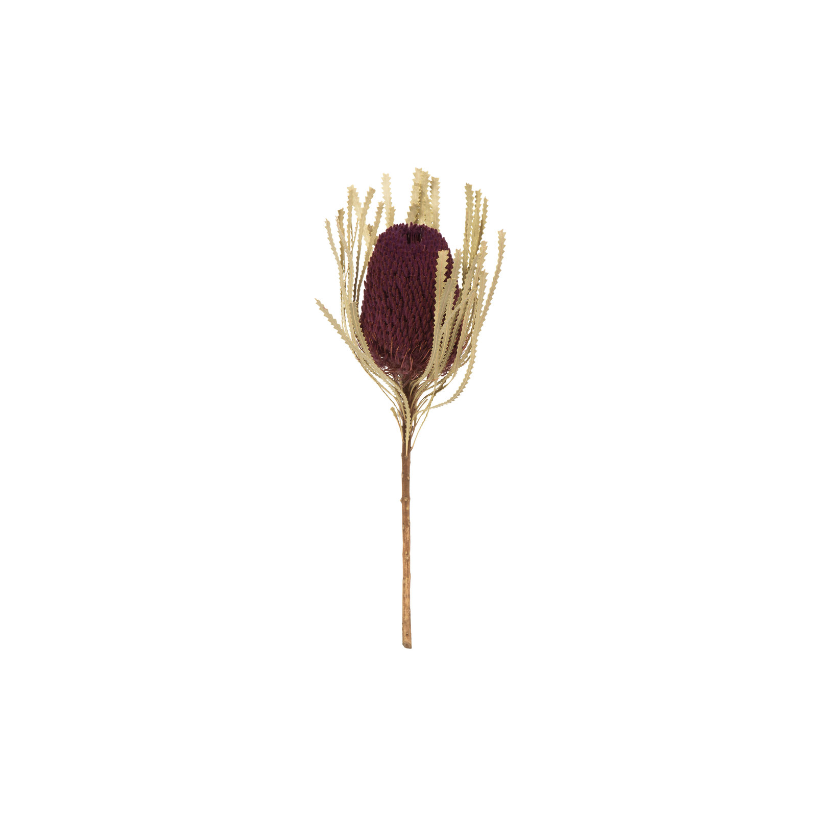 12" Jumbo Banksia Flower with Stem Dried, Violet